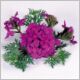 Verbena-Tapien-'Blue/Violet'-PW